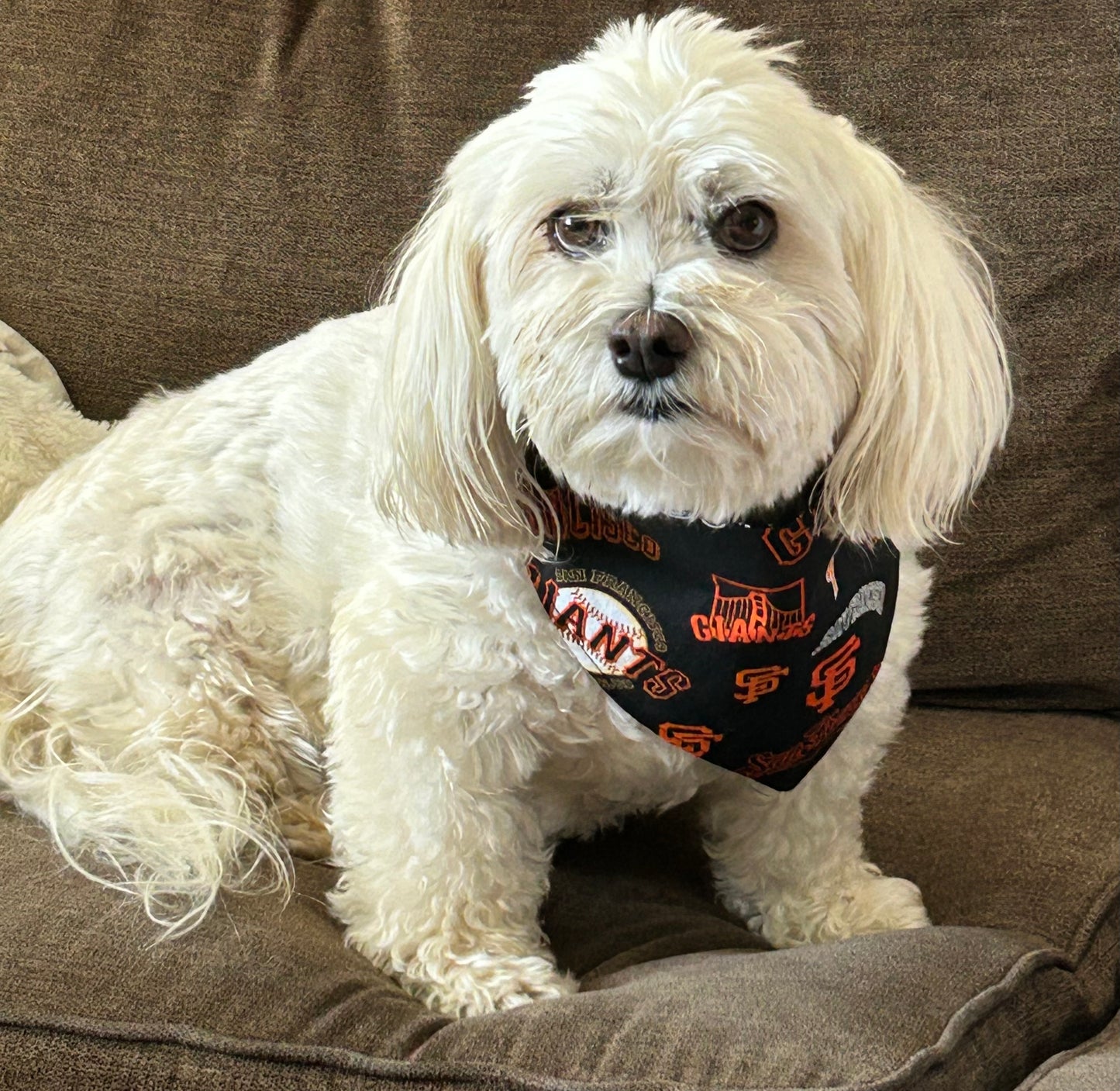 SF Giants Reversible Dog Bandanas